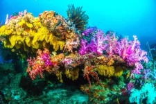 image of reef