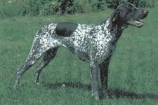image of german_short_haired_pointer