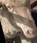 image of animal