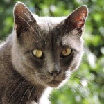 image of animal