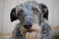 image of scottish_deerhound #30