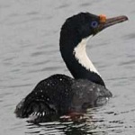 image of bird