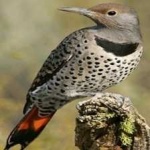 image of bird