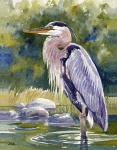 image of heron