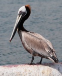 image of animal