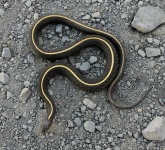 image of garter_snake