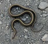 image of garter_snake #2