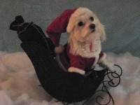 image of maltese_dog