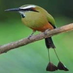 image of bird