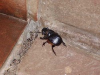 image of dung_beetle
