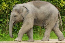image of animal