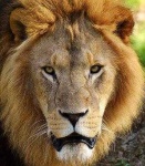 image of animal