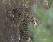 image of jaguar_car