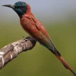 image of bird