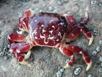 image of rock_crab