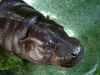 image of hippopotamus
