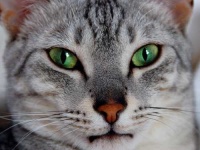image of egyptian_cat