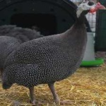 image of bird