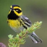 image of bird