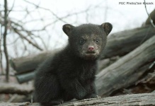 image of american_black_bear