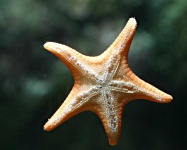 image of starfish