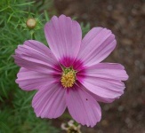image of flower