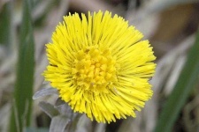 image of flower