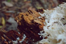 image of coral_fungus
