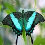 image of animal
