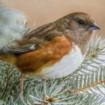 image of bird