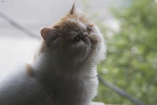 image of animal