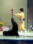 image of sea_lion