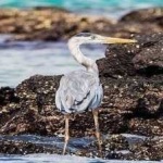 image of bird