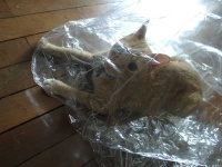 image of plastic_bag