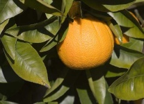 image of orange #8