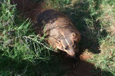 image of badger