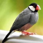 image of bird