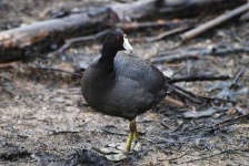 image of american_coot