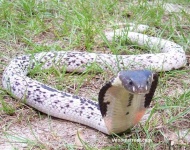 image of indian_cobra #21