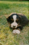 image of bernese_mountain_dog