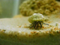 image of hermit_crab