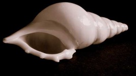 image of conch