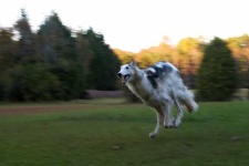 image of borzoi