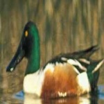 image of northern_shoveler #20