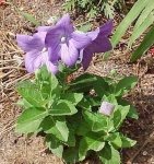 image of balloon_flower #9