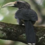 image of bird