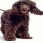 image of irish_spaniel #18