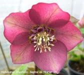 image of flower