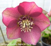 image of lenten_rose #42