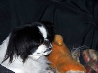 image of animal